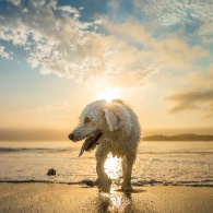 Sunset Puppy